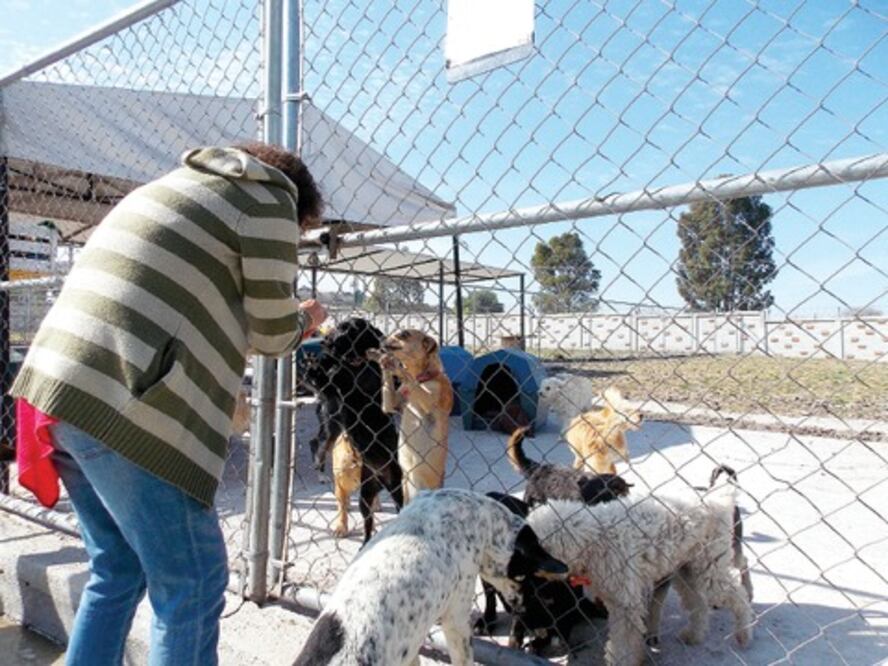 Cumple su sueño  ayudando perros