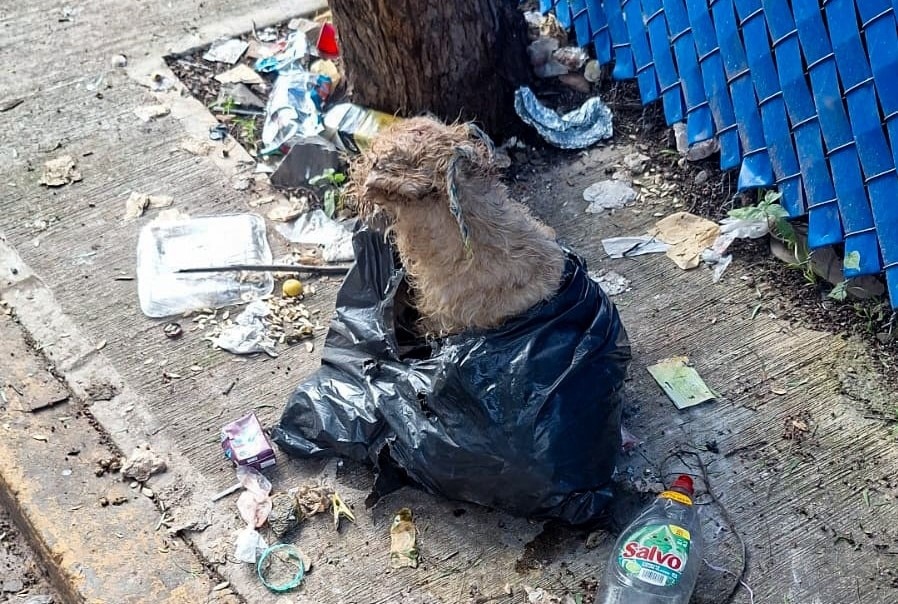 Hallan a un perrito con vida dentro de una bolsa de basura en La Cañada; presentaba graves lesiones