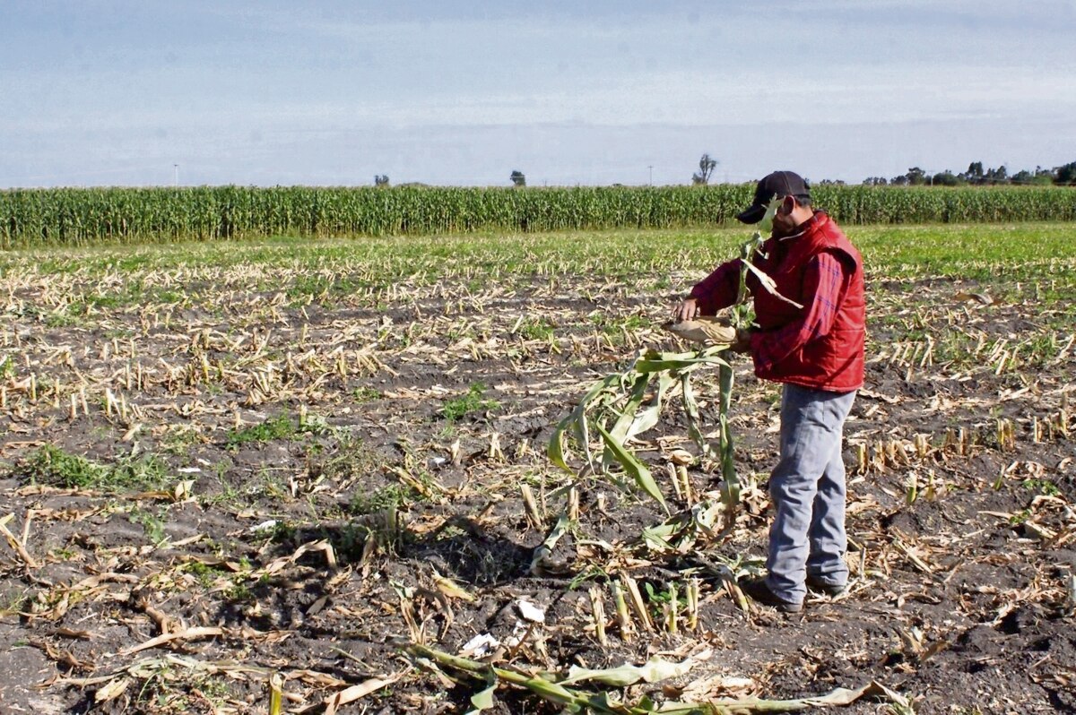 Sequía afecta a más de 96% de los cultivos, según Inegi