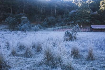 Reportan caída de nieve en la Sierra Gorda de Querétaro