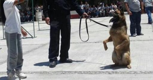 Muere "Soldado", la estrella del escuadrón canino de Coahuila