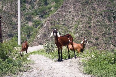 Aumenta abigeato en San Juan del Río