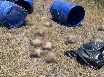 Video. Piden se investigue el tráiler que transportaba perros sin vida, desde Querétaro