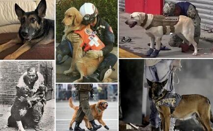 Los valientes perros que han salvado vidas humanas