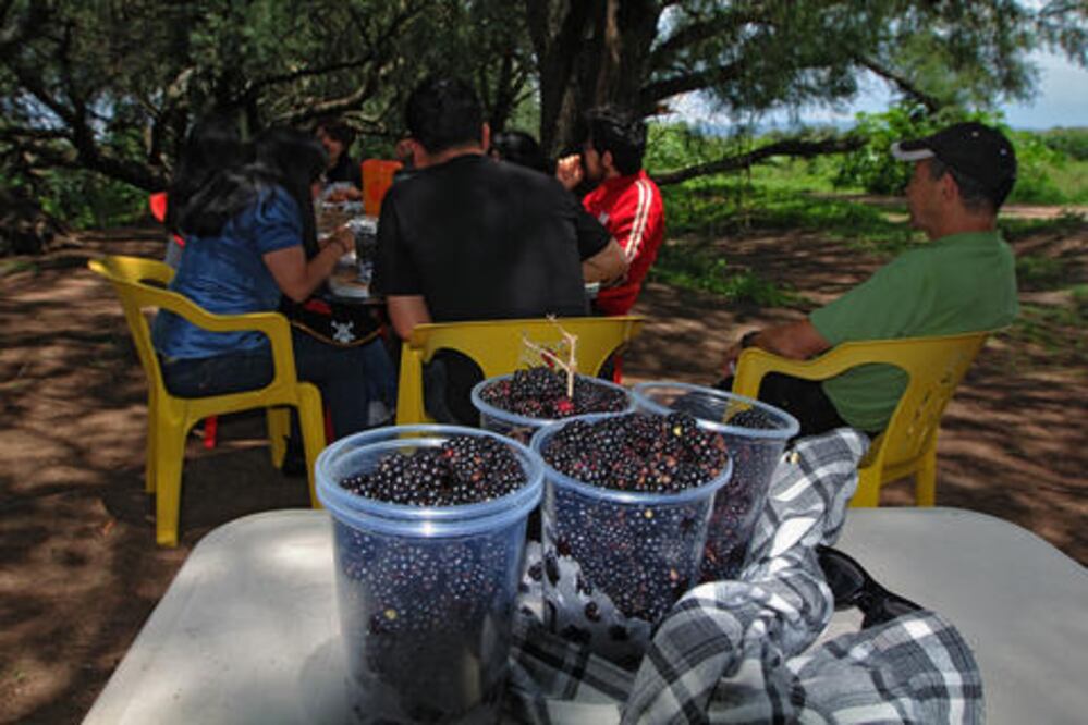 Zarzamora Ofrecen visitas guiadas por huertos a turistas