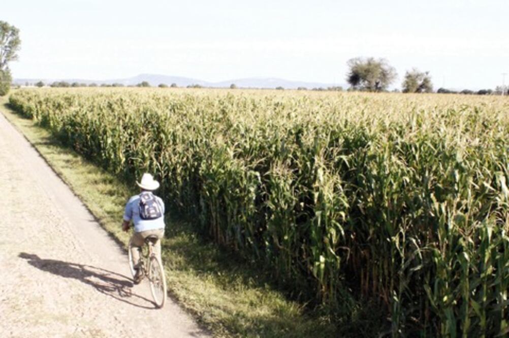 Desarrollo Rural: será un buen año agrícola
