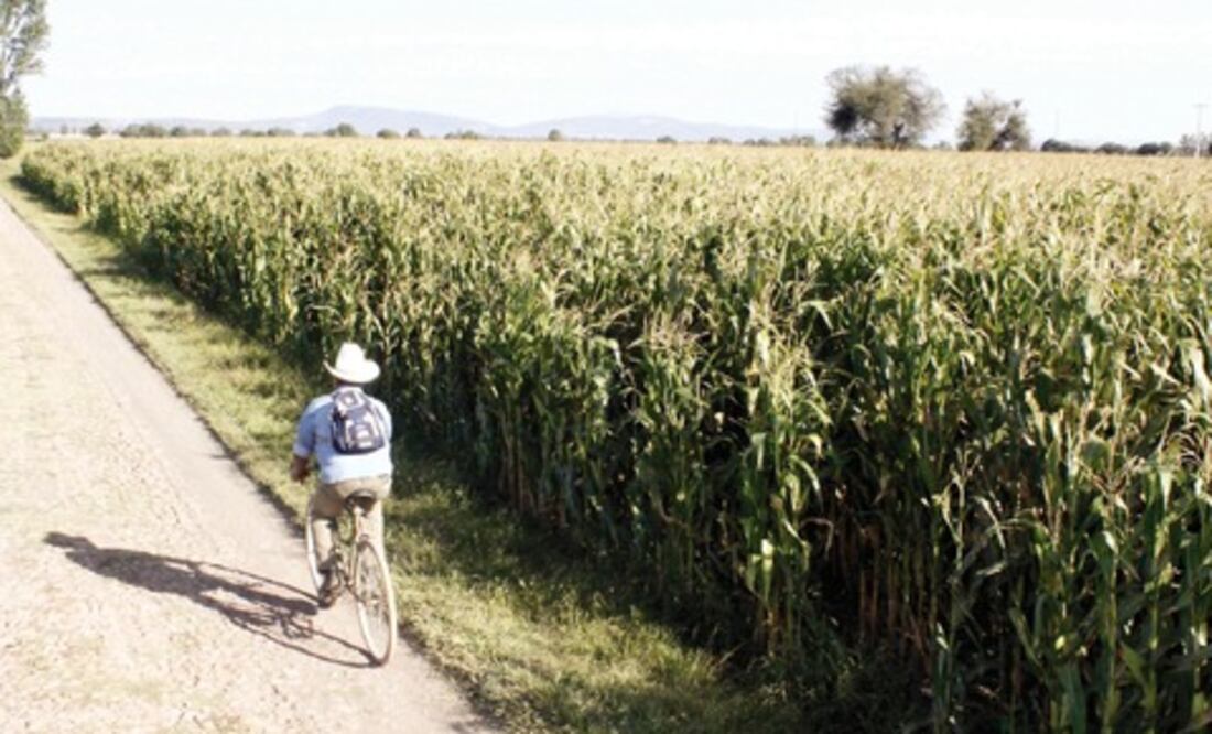 Desarrollo Rural: será un buen año agrícola