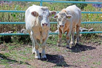 Sacrifican reses por uso de clembuterol