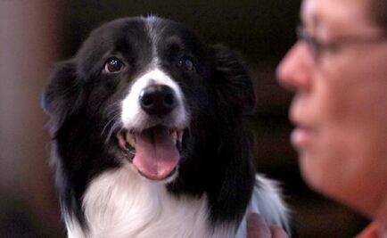 Llegarán perros de búsqueda de Canadá a México