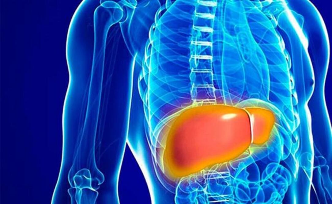 El hígado desempeña funciones básicas en el metabolismo a través la insulina. Foto: Especial