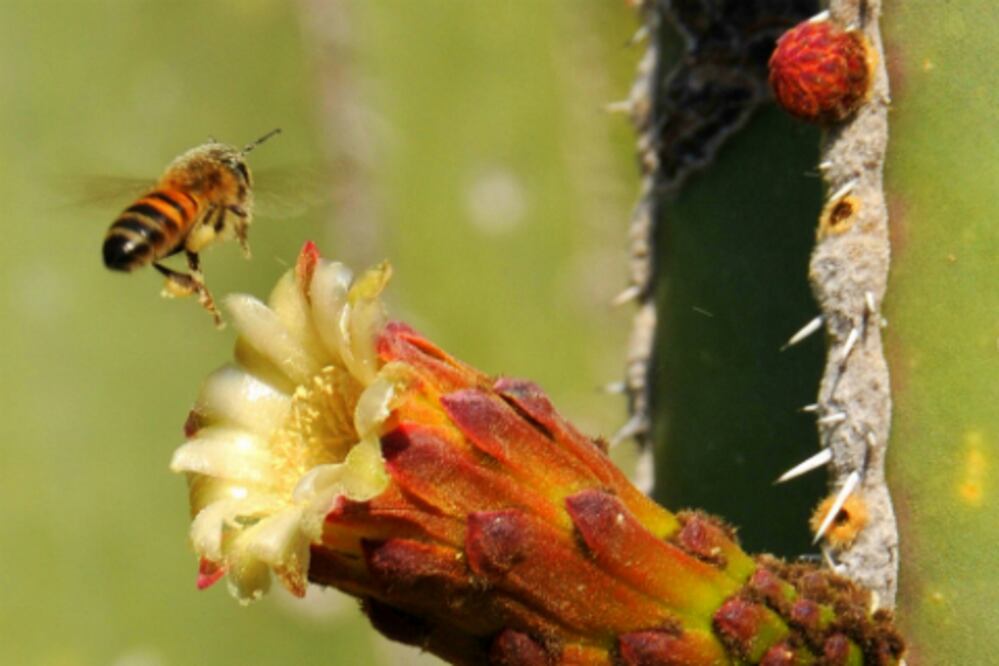 Polinización social