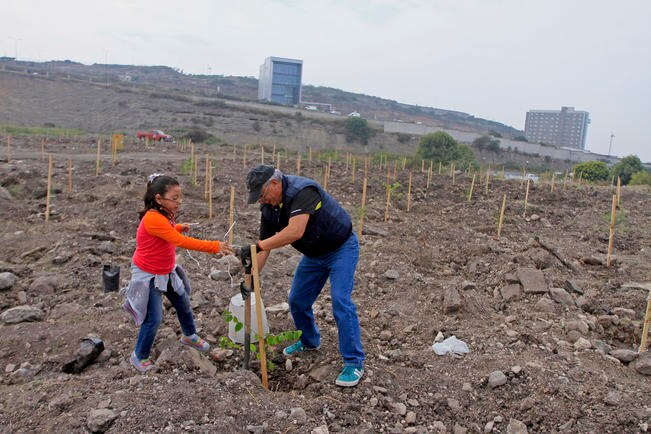 Continúa la Sedea con reforestación