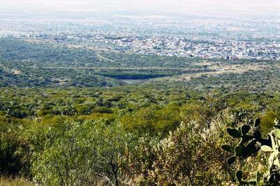 Validan 68 de los 79 proyectos forestales