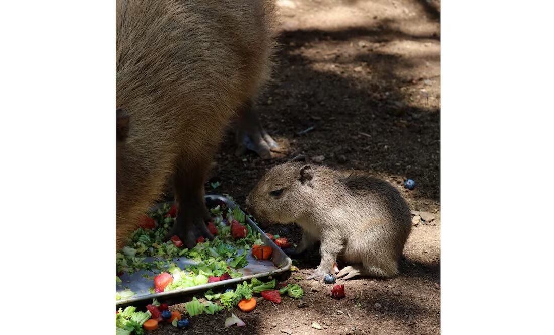 Nace bebé capibara en Bioparque Estrella, en Nuevo León. Foto: Especial.