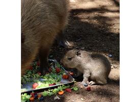Nace bebé capibara en Bioparque Estrella de Nuevo León; invitan a ciudadanos a visitarla