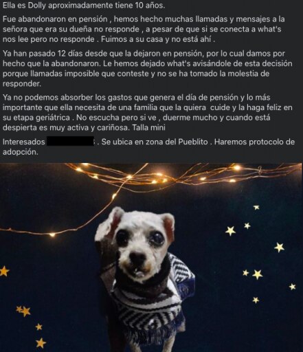 Abandonan a Dolly en una pensión de Querétaro; busca nueva familia 