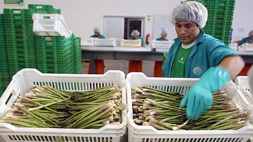 Noria Nueva, único exportador de endivia en México