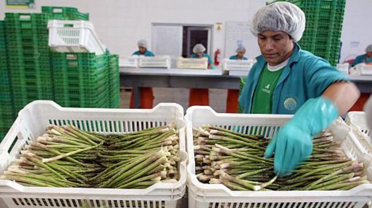 Noria Nueva, único exportador de endivia en México