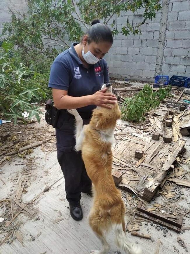 Por la desnutrición de su perrita, sancionan a una mujer