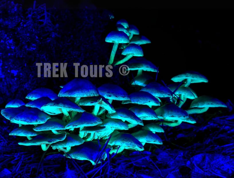 Foto: FB@TREK TOURS