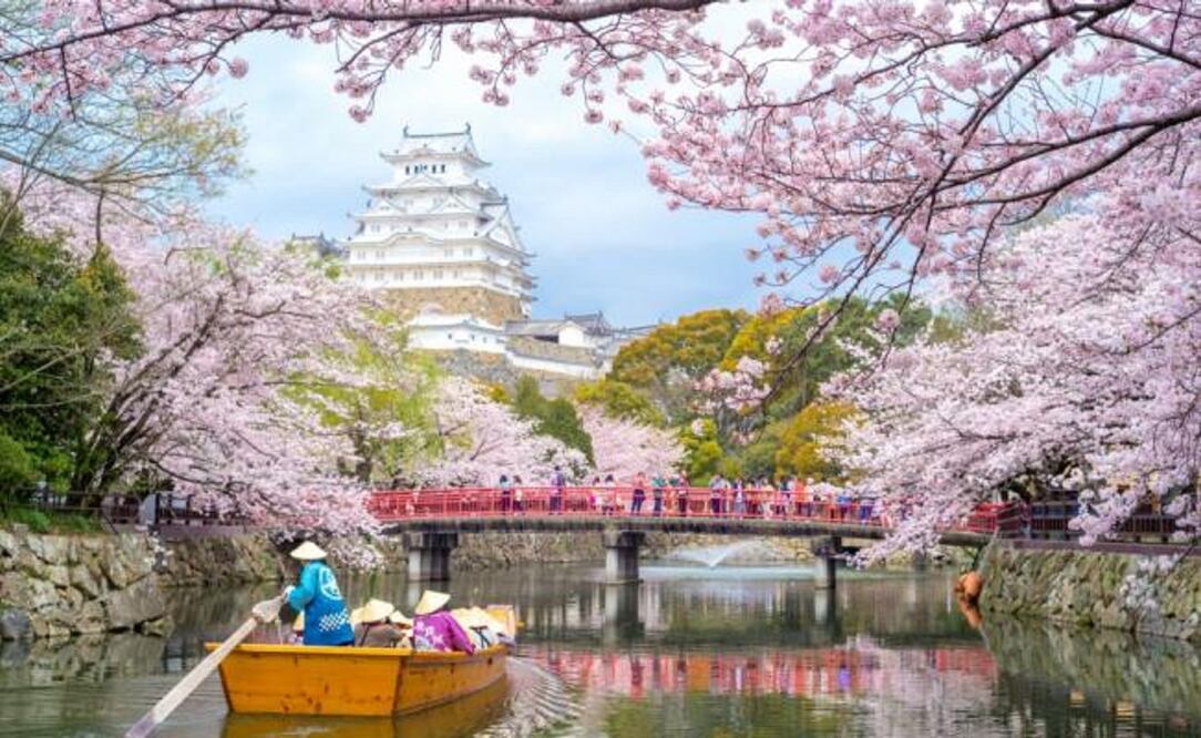 Es todo un acontecimiento, incluso hay predicciones de floración para que el viajero vaya a observarlas en plenitud. (Foto: Istock)