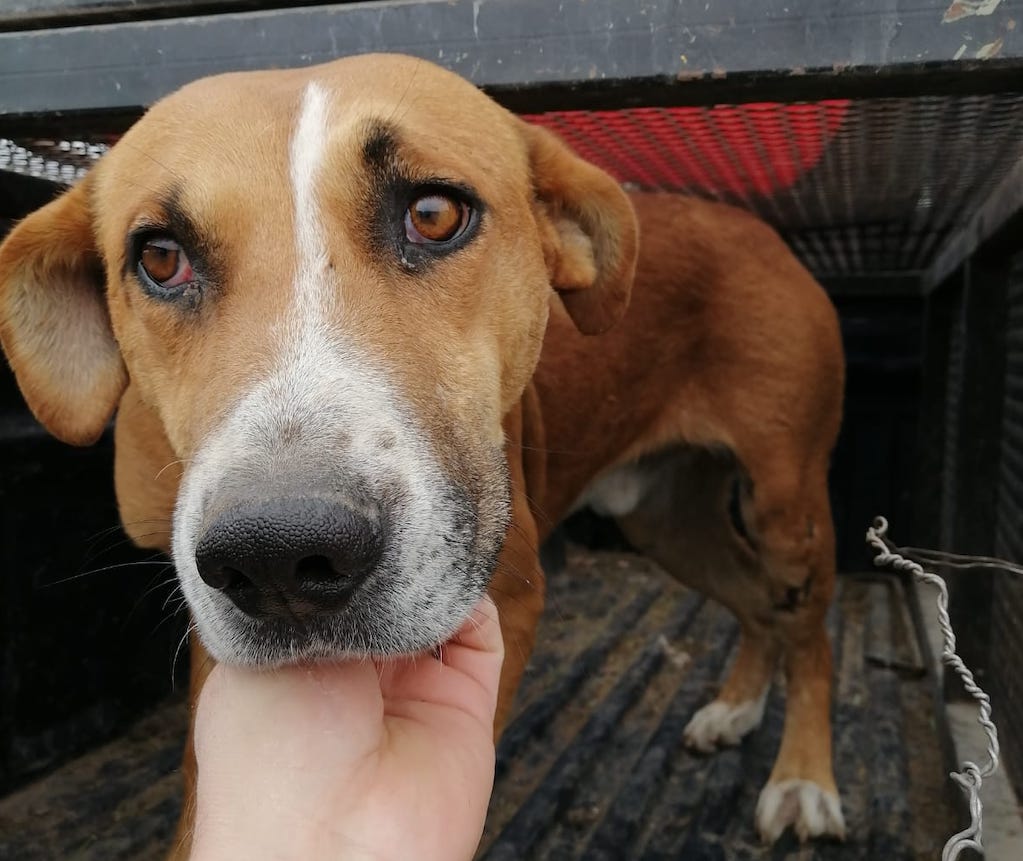 Joven, montado en un caballo, arrastra a perrito en Querétaro; el can ya fue rescatado