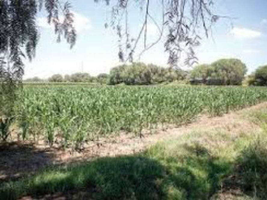 Sedea reconoce problemas en campo