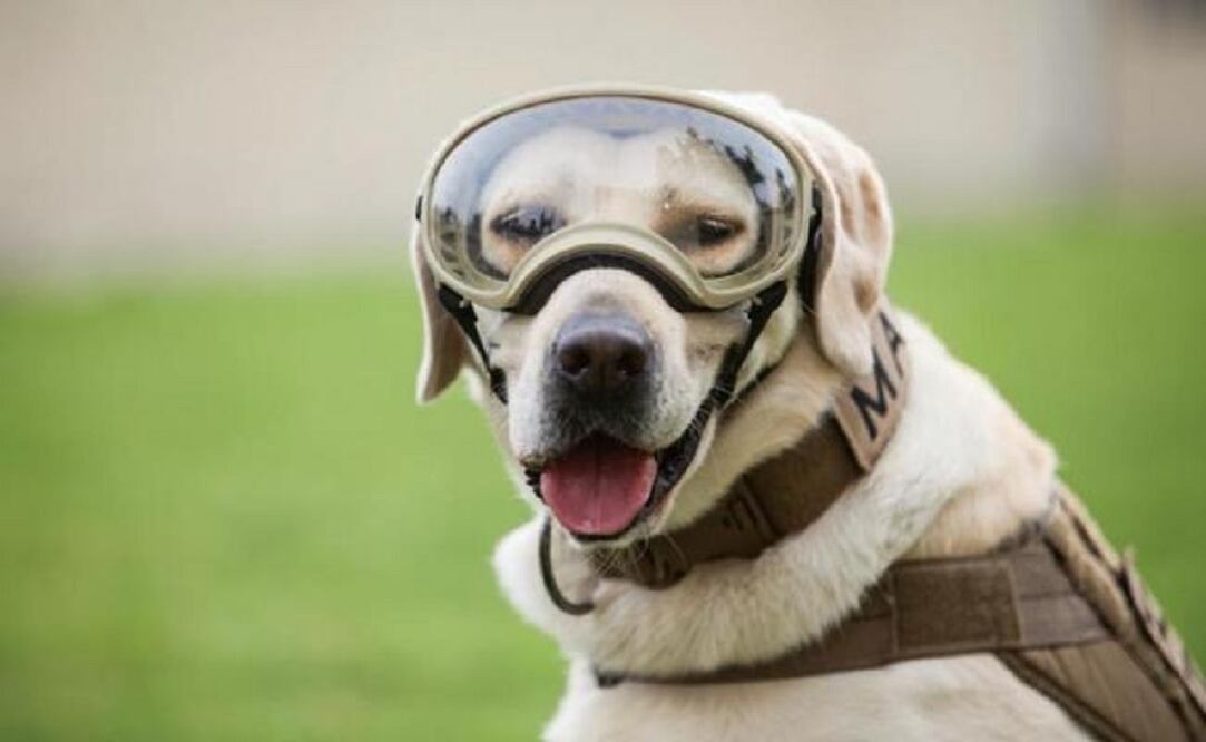 Foto: Archivo El Universal