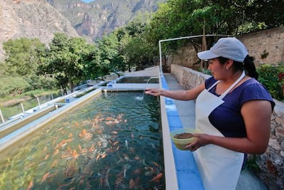 Sube la producción acuícola estatal