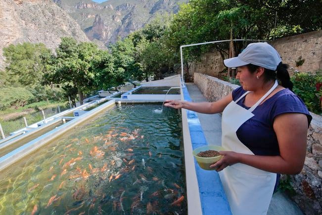 Sube la producción acuícola estatal