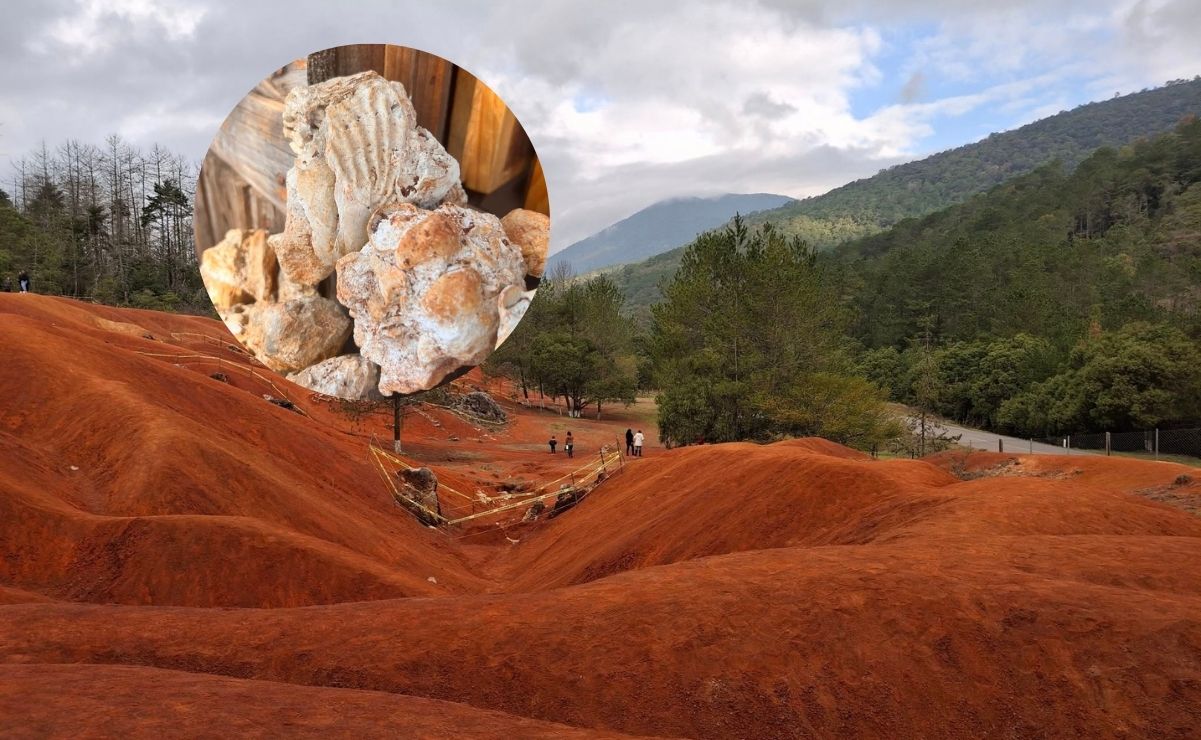 El Madroño. Fotos: Especiales