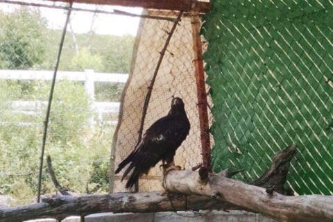 Buscan reintegrar a su hábitat a 2 águilas reales