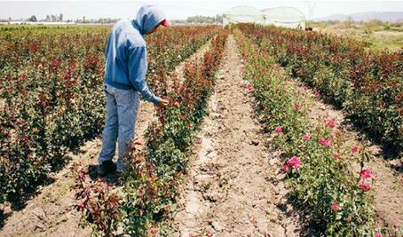 El Organal, tierra de floricultores de rosas