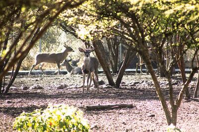 Solicitarán a EPN respaldo al Panec
