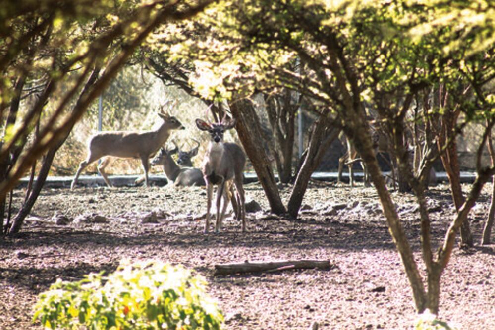 Solicitarán a EPN respaldo al Panec