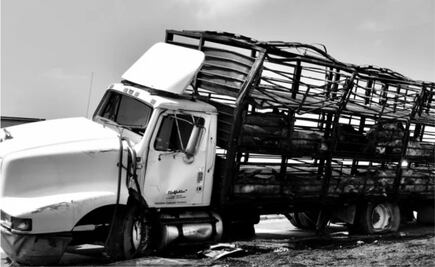 Vuelca camión que transportaba cerdos en Edomex; mueren 20 animales