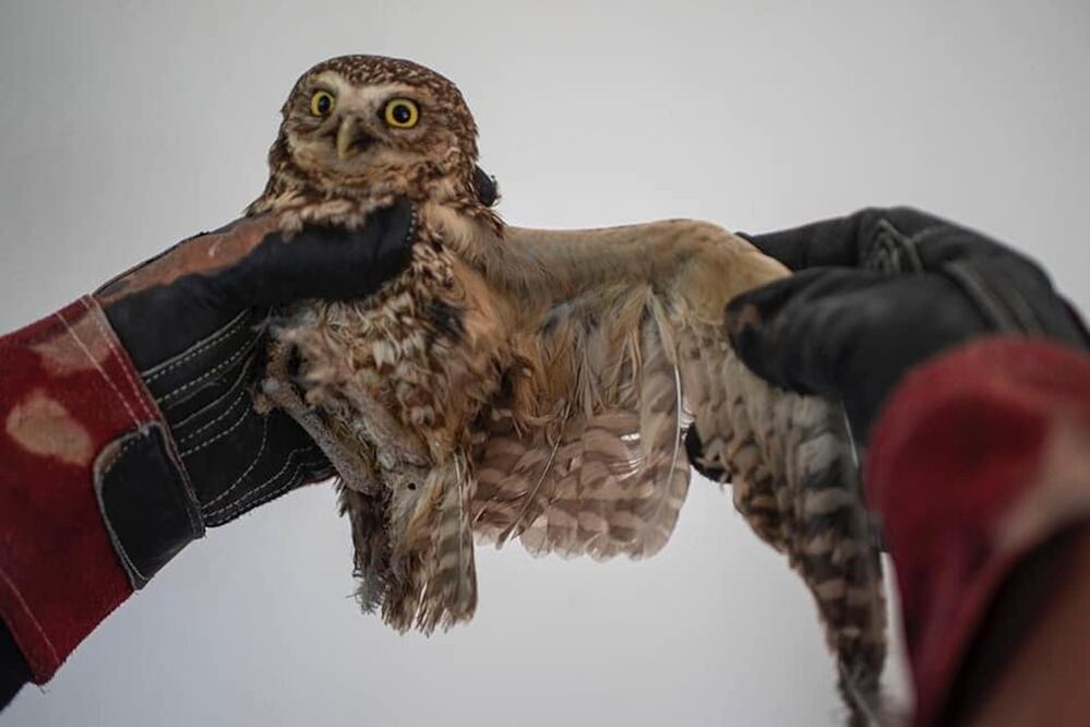 Fotos: Unidad de Rescate Animal de El Marqués