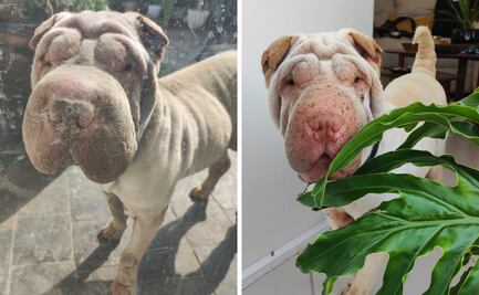 Video. Enferma, abandonan a perrita Shar pei en Querétaro