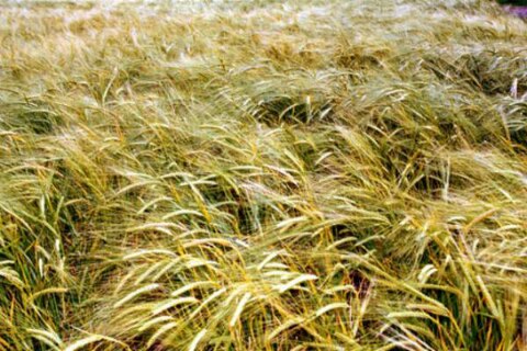 Baja siembra de cebada, CNC