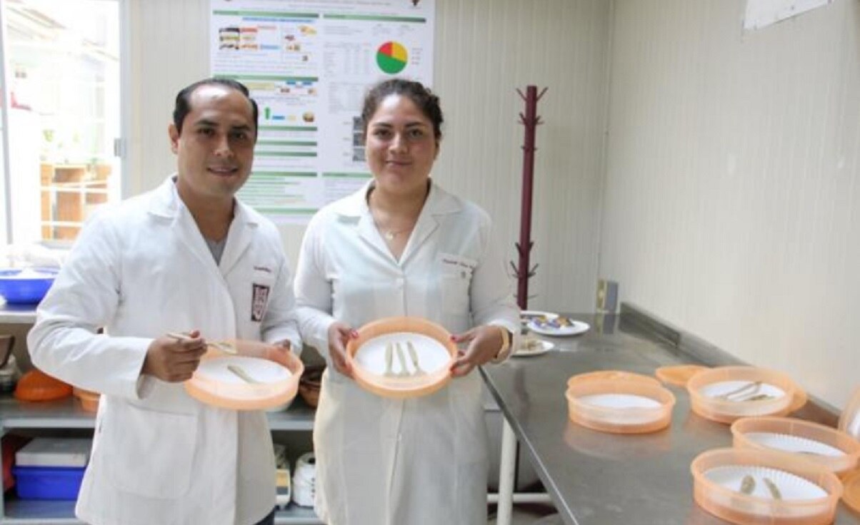 Científicos mexicanos crean cubiertos comestibles altamente nutritivos