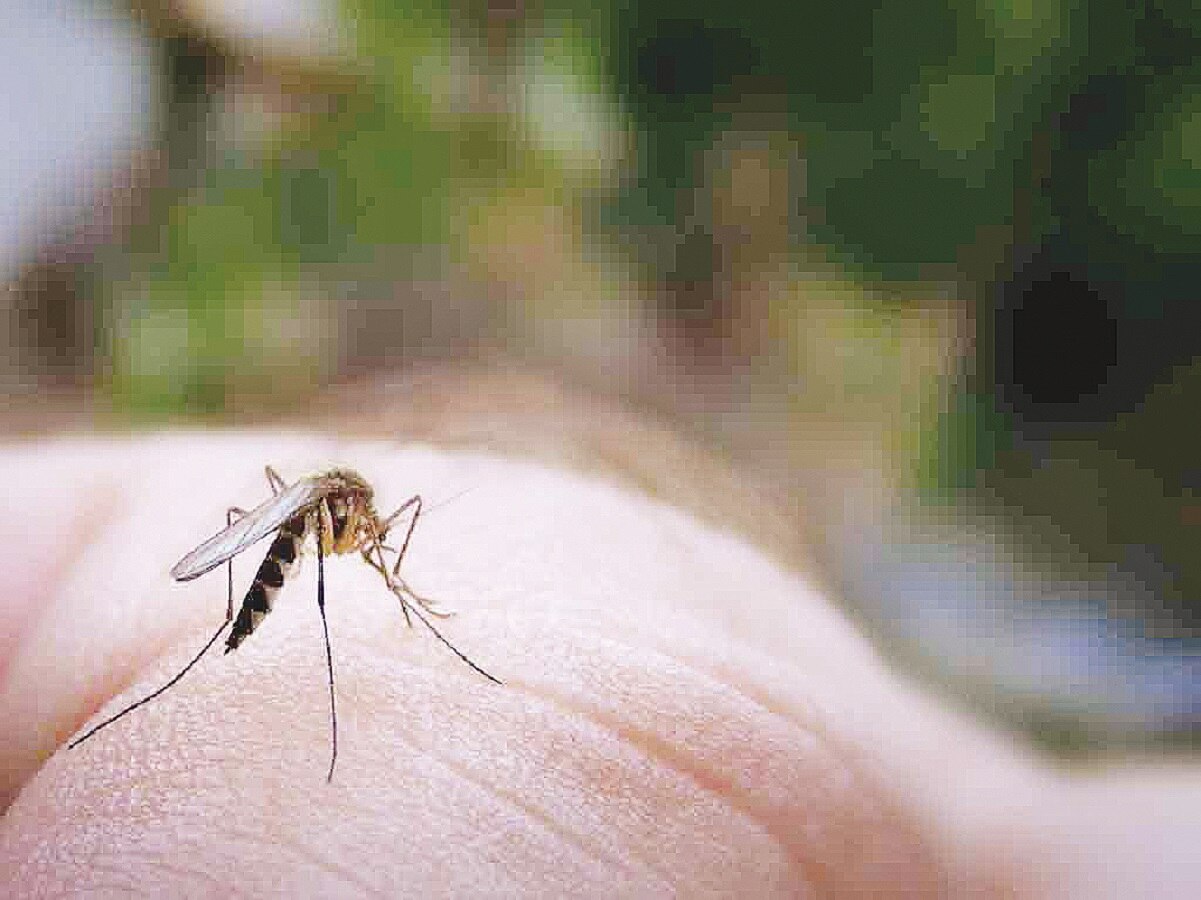 Reportan sólo dos casos de dengue en Querétaro en lo que va de 2021