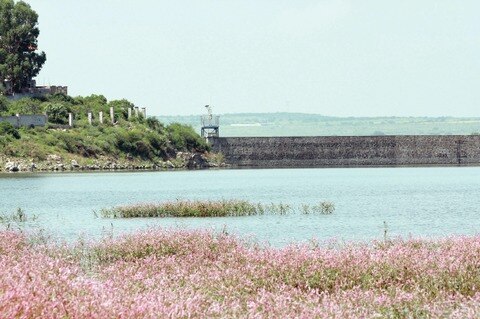 Investigan contaminación en presa 