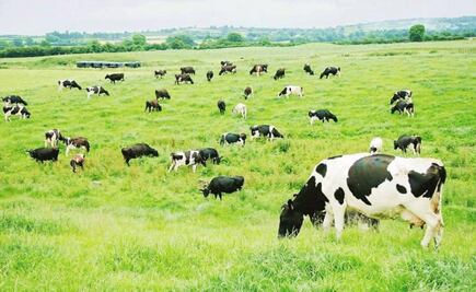 México debe replantear producción lechera, piden