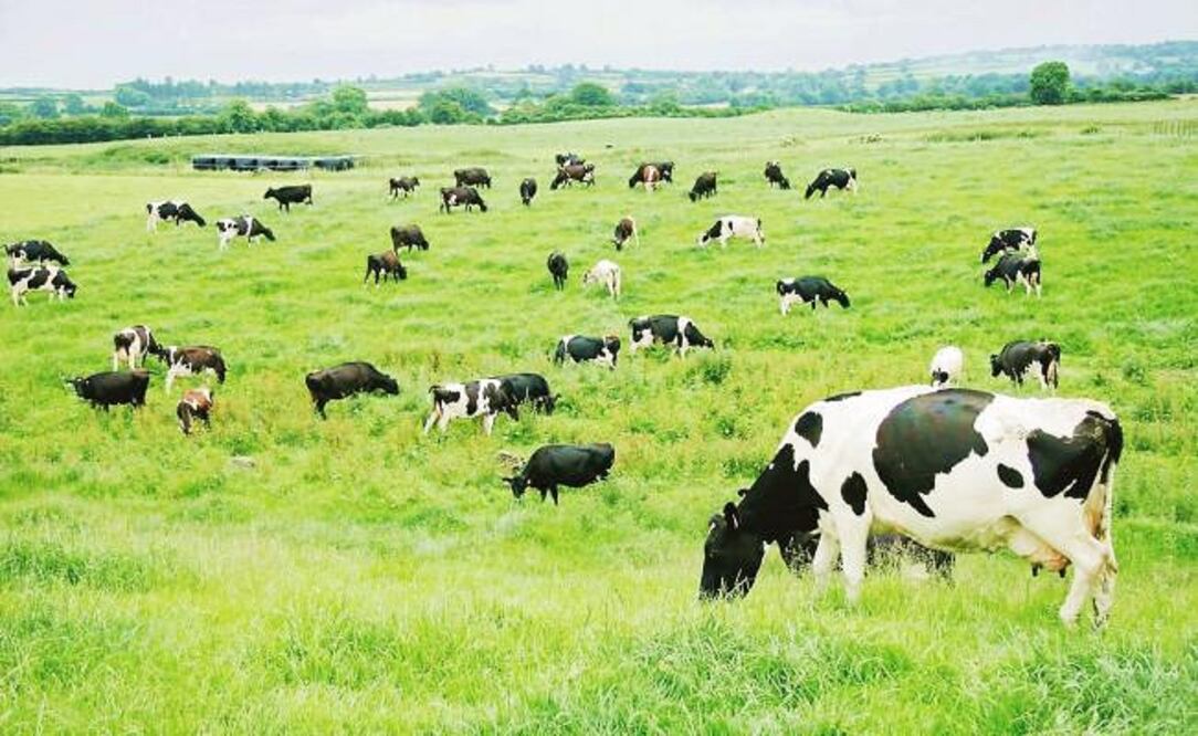 Foto: Archivo El Universal