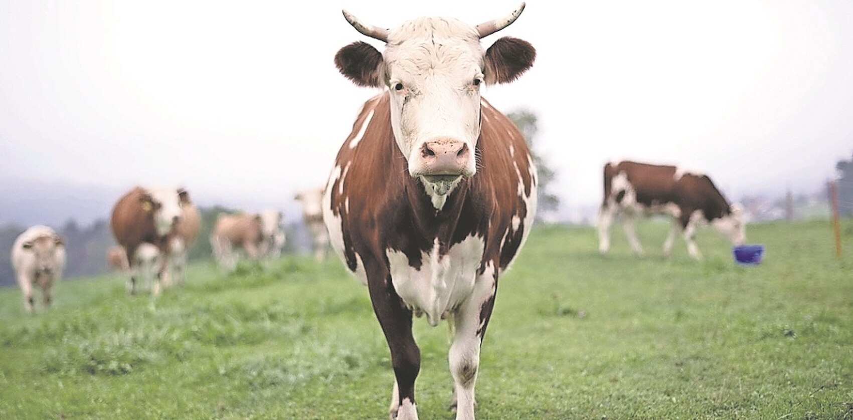 UAQ aplica pruebas psicológicas a estudiantes de veterinaria para prevenir el bestialismo