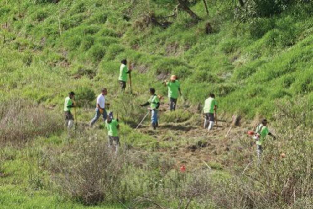 9 mil árboles para reforestar