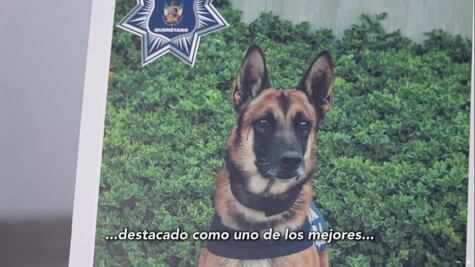 ¡Toretto!, ¡presente!; ¡Toretto!, ¡presente!