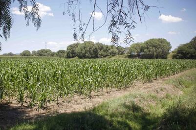 Para sector agropecuario 22 mdp