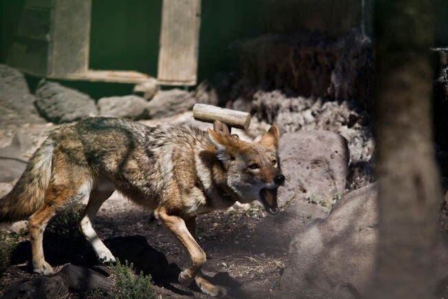 El Parque Nacional Cimatario, además de ofrecer espacios para deportes, es hogar de especies como el águila mexicana, el venado cola blanca y el coyote. (ARCHIVO. EL UNIVERSAL)