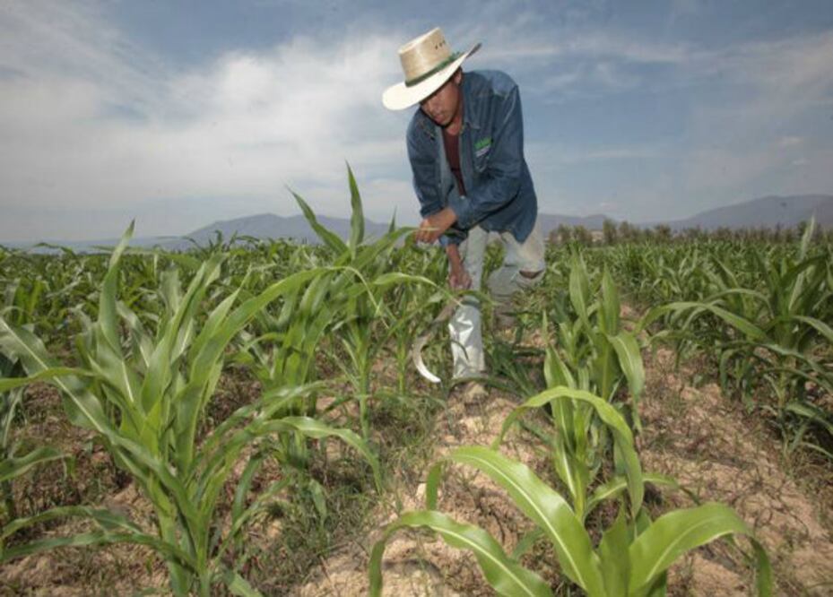 Apoyan con insumos a campesinos
